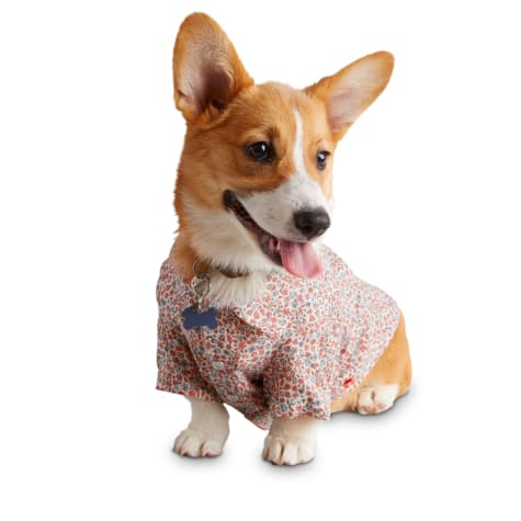 dog button up shirt