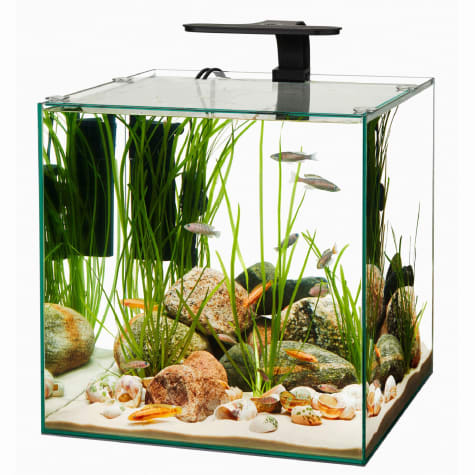 Aqueon Frameless Cube Aquarium, 14 Gallon | Petco