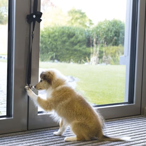 doggie doorbell petsmart