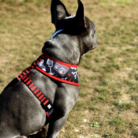 dog harness with metal buckles