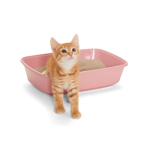 So Phresh Open Kitten Litter Box