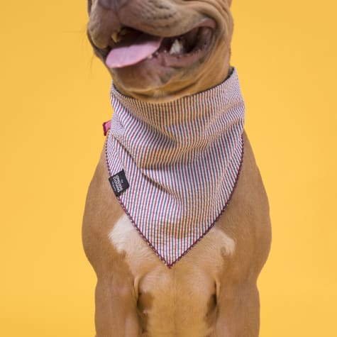 patriots pet bandana