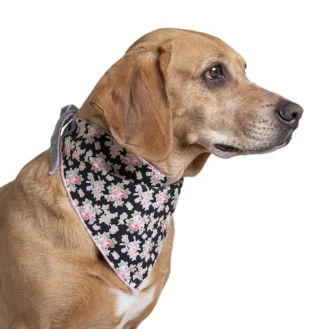 petco dog scarf