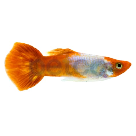 Male Kohaku Guppy