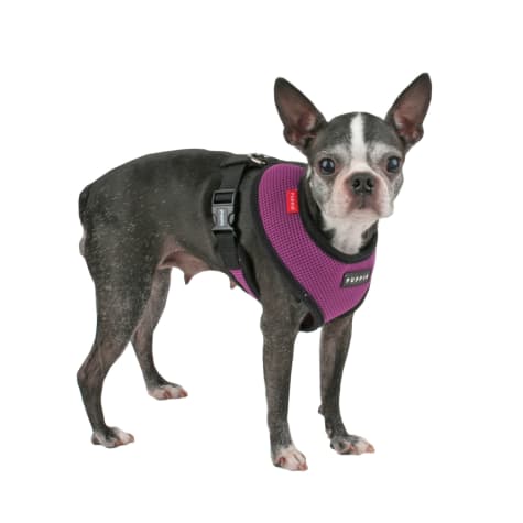 soft dog harness