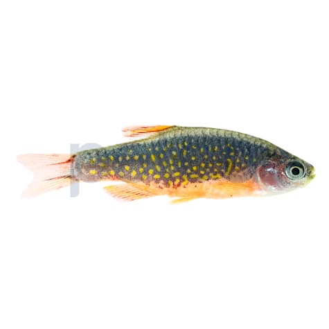 Galaxy Rasbora