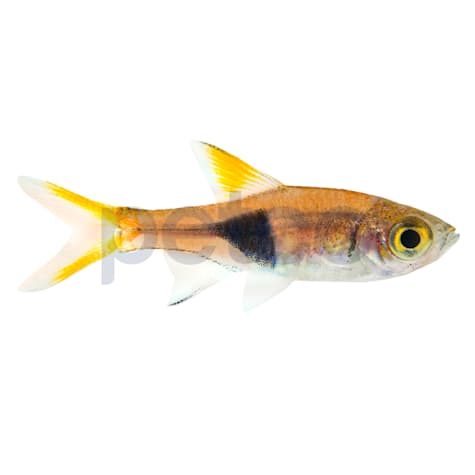 Harlequin Rasbora