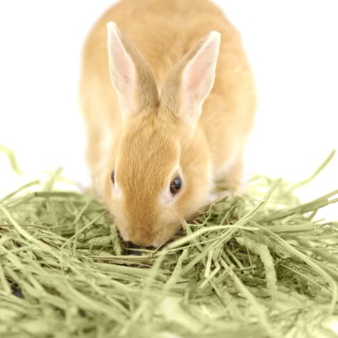 kaytee timothy hay plus variety pack