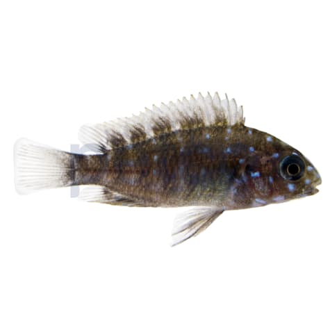 Duboisi Cichlid