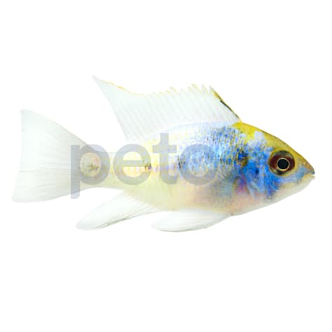Electric Blue Ram Cichlid
