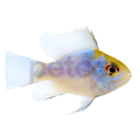 Eletric Blue Balloon Ram