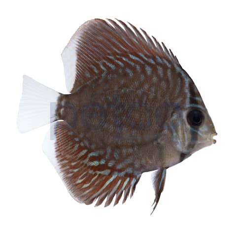 Blue Snakeskin Discus