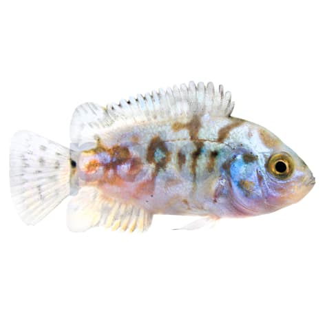 Electric Blue Jack Dempsey Cichlid