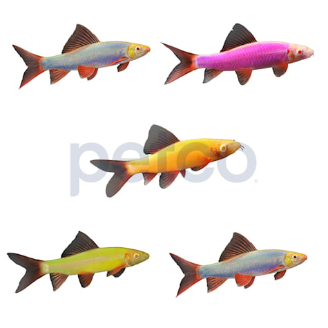 Assorted GloFish Shark 5-Pack