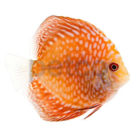 Pigeon Blood Discus