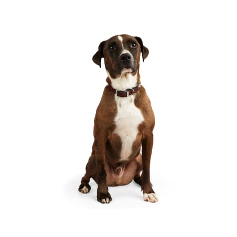 YOULY The Rebel Brown Leather Bone Stud Dog Collar
