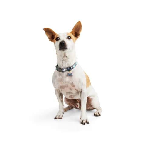 YOULY Assorted Geometric Print Dog Collar