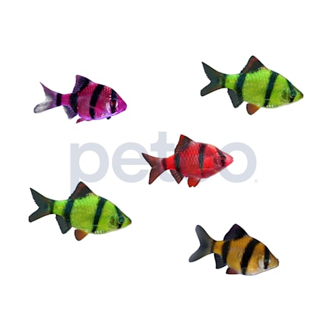 GloFish 10G Active Collection