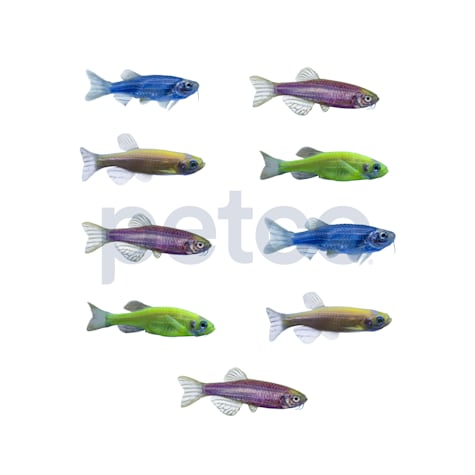 9-Pack GloFish Danio