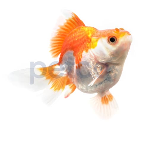 Jumbo Ryukin Goldfish