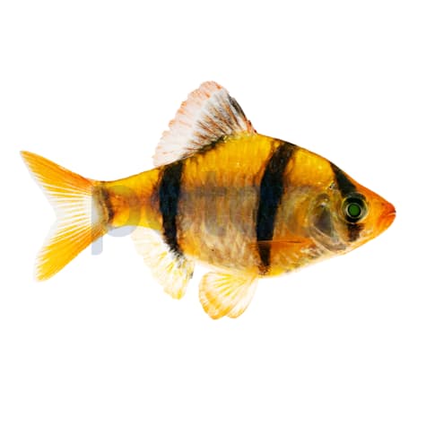 Sunburst Orange Tiger Barb