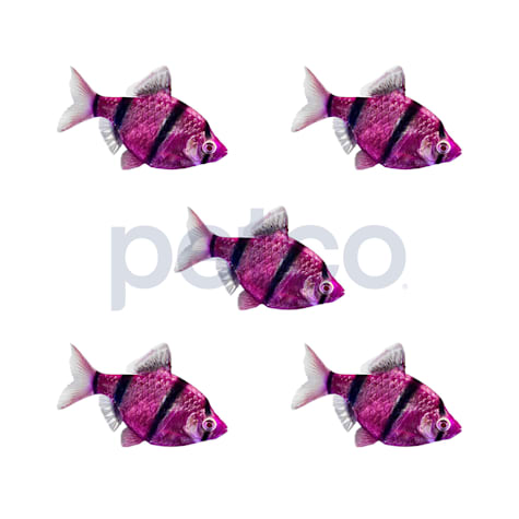 Galactic Purple Tiger Barb