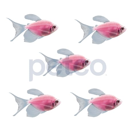 Moonrise Pink Longfin Tetra