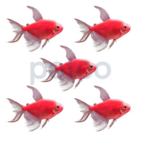 Starfire Red Longfin GloFish Tetra