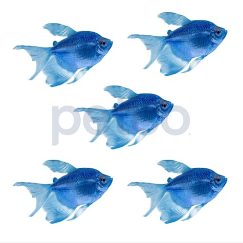 Cosmic Blue Longfin Tetra GloFish