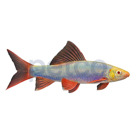 Cosmic Blue Shark GloFish
