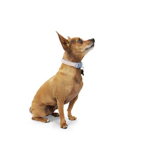 YOULY The Heir Pink & Blue Small Dog Collar