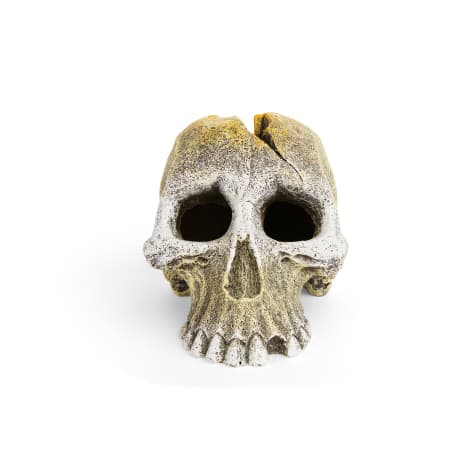 Imagitarium Primate Skull Decor