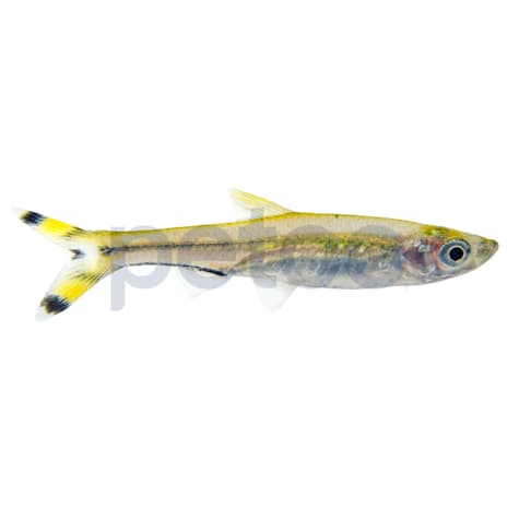 Scissortail Rasbora