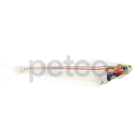 Ghost Glass Catfish