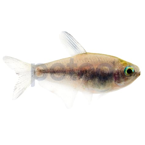 Black Emperor Tetra