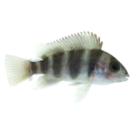 Frontosa Cichlid