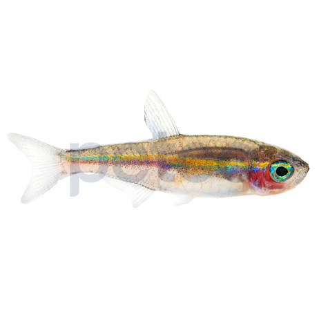 Green Neon Tetra