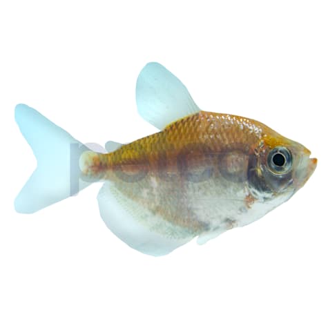 White Skirt Tetra