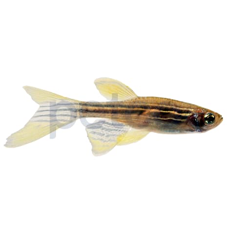 Longfin Zebra Danio