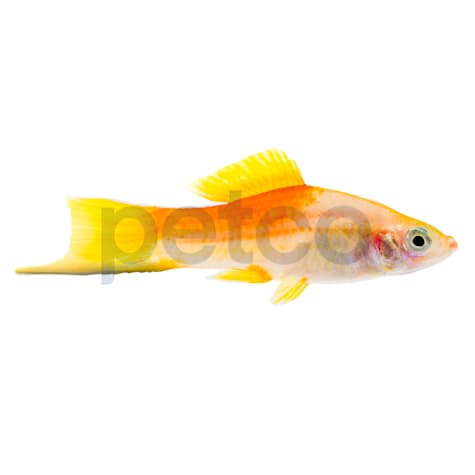 Pineapple Swordtail