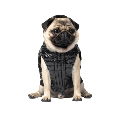 Canada Pooch Black Shiny Puffer Vest for Dogs Size 8