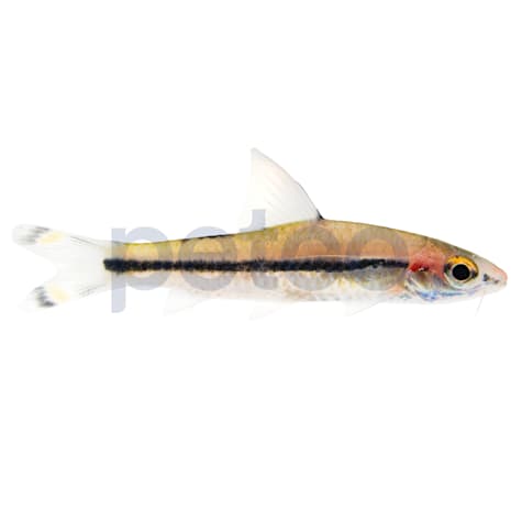 Denison Barb