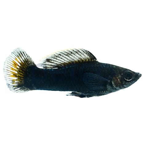 Black Molly
