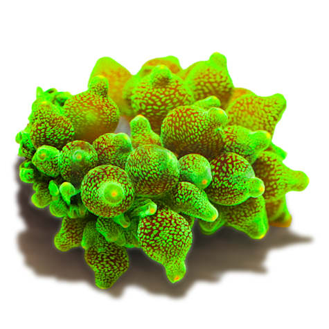 Green Bubble Tip Anemone
