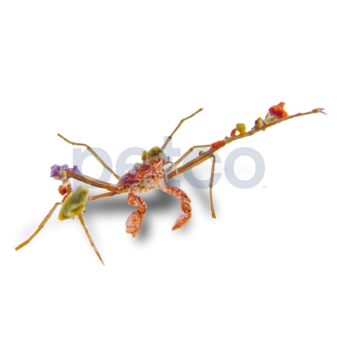 Decorator Arrow Crab