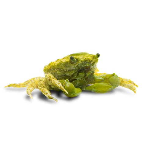 Emerald Crab