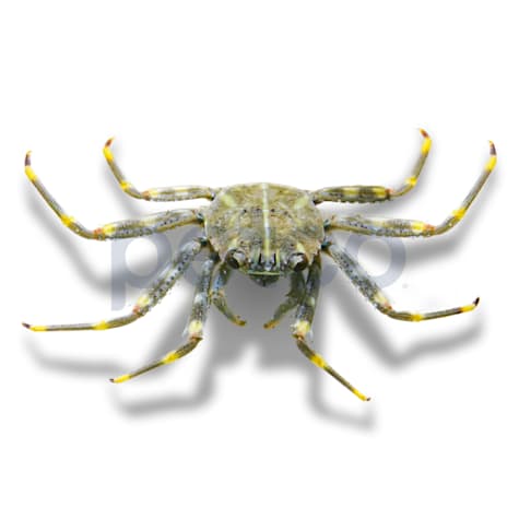 Sallylightfoot Crab