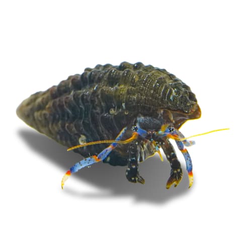 Dwarf Blue Leg Hermit Crab