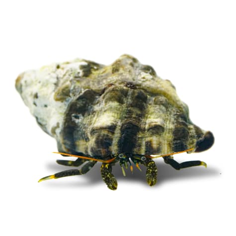 Yellow Tip Hermit Crab