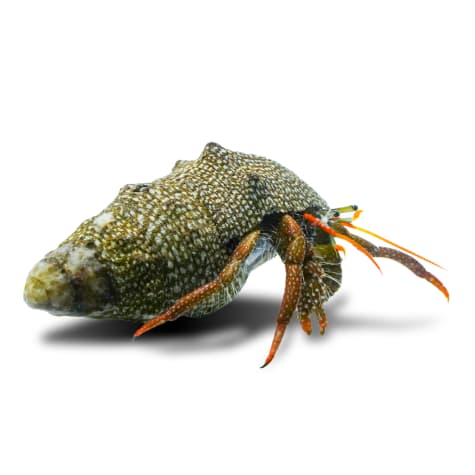 Red Tip Hermit Crab